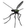 mosquito