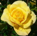 flower rose bloom