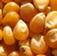 popcorn kernels