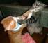 sissyfightin' cats