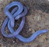 worms