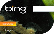 Microsoft Bing top story badge